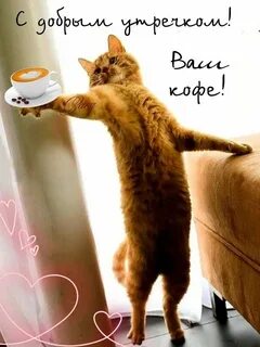 Картинки поднимающие настроение женщине