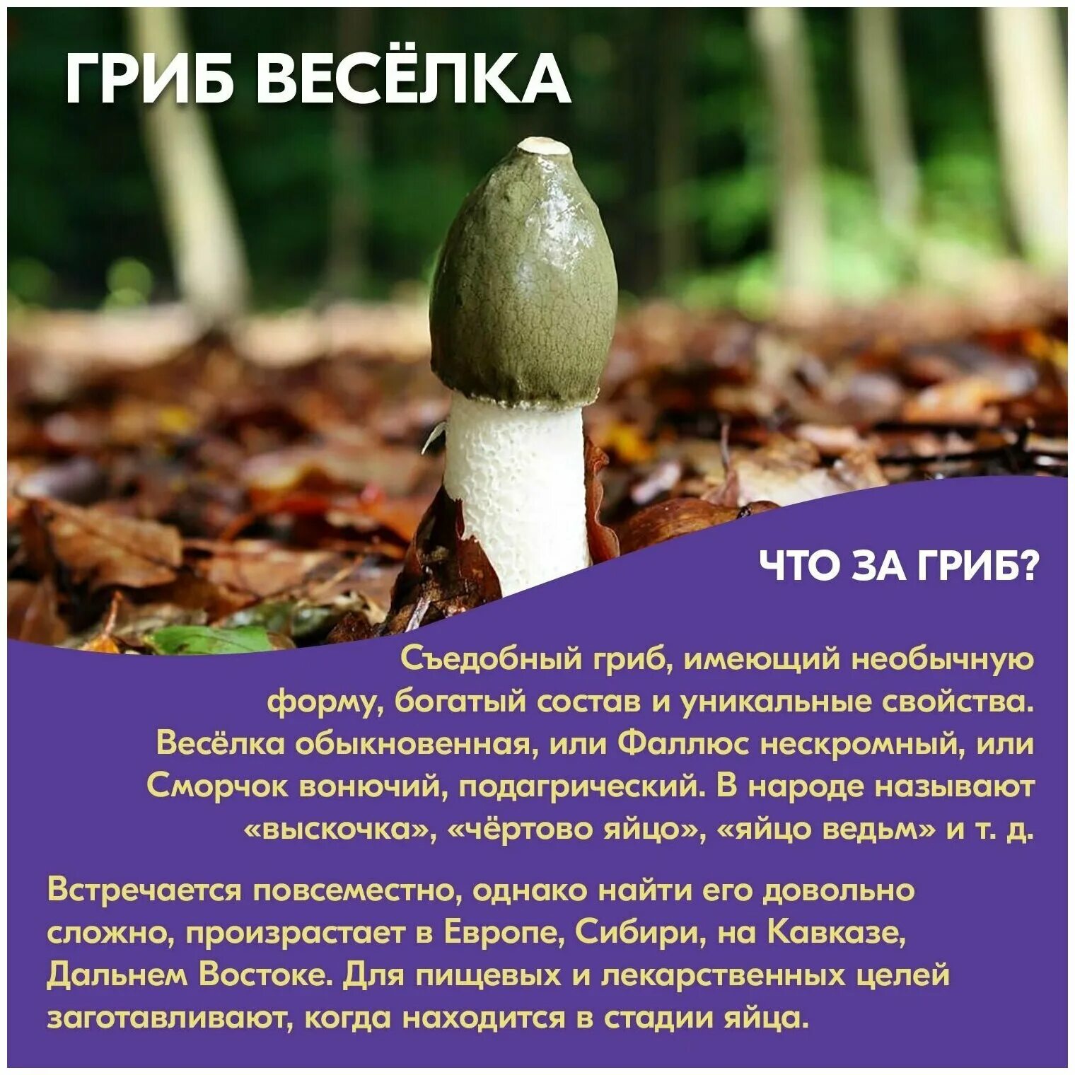 Веселки грибы лечение