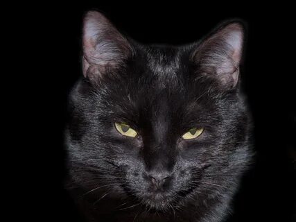Черные кошачьи