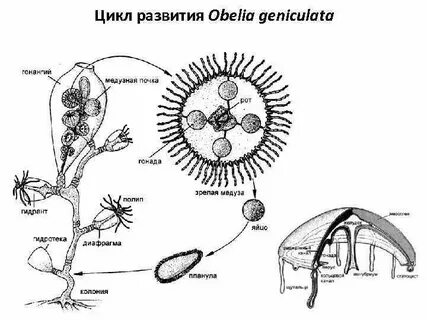 Цикл полипов