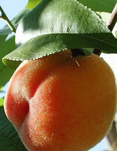 Персик. Женский персик. Спелый персик. Мохнатый персик. Кожица персика