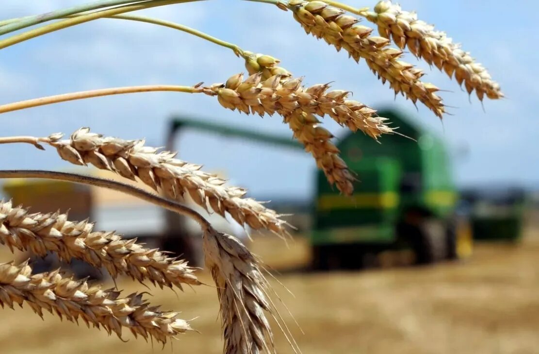 Промышленность и сельское хозяйство. Аграрная индустриальная культура. Уборка пшеницы комбайном кубань. Сельское хозяйство и агропромышленный комплекс. Сельское хозяйство и агропромышленный комплекс.