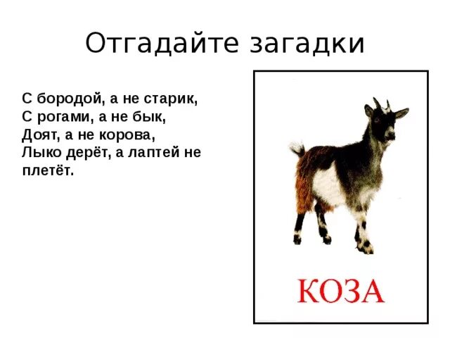 Загадка про козу. Загадка про козу для детей. Загадка про козу для детей 3-4. Загадки про животных коза. Бородой трясет лыко дерет а лаптей
