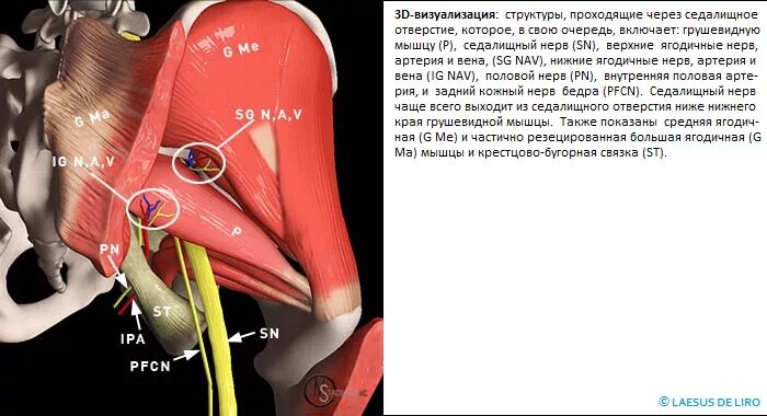 Срамной нерв и тазовый нерв. Грушевидная мышца и седалищный нерв анатомия. Грушевидная мышца срамной нерв.