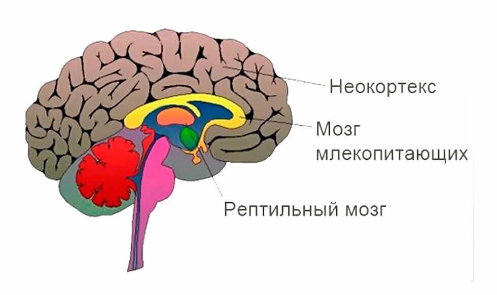 Мозг уровень 8. Триединый мозг. Рептильный мозг. Рептильный мозг человека. Части мозга неокортекс.