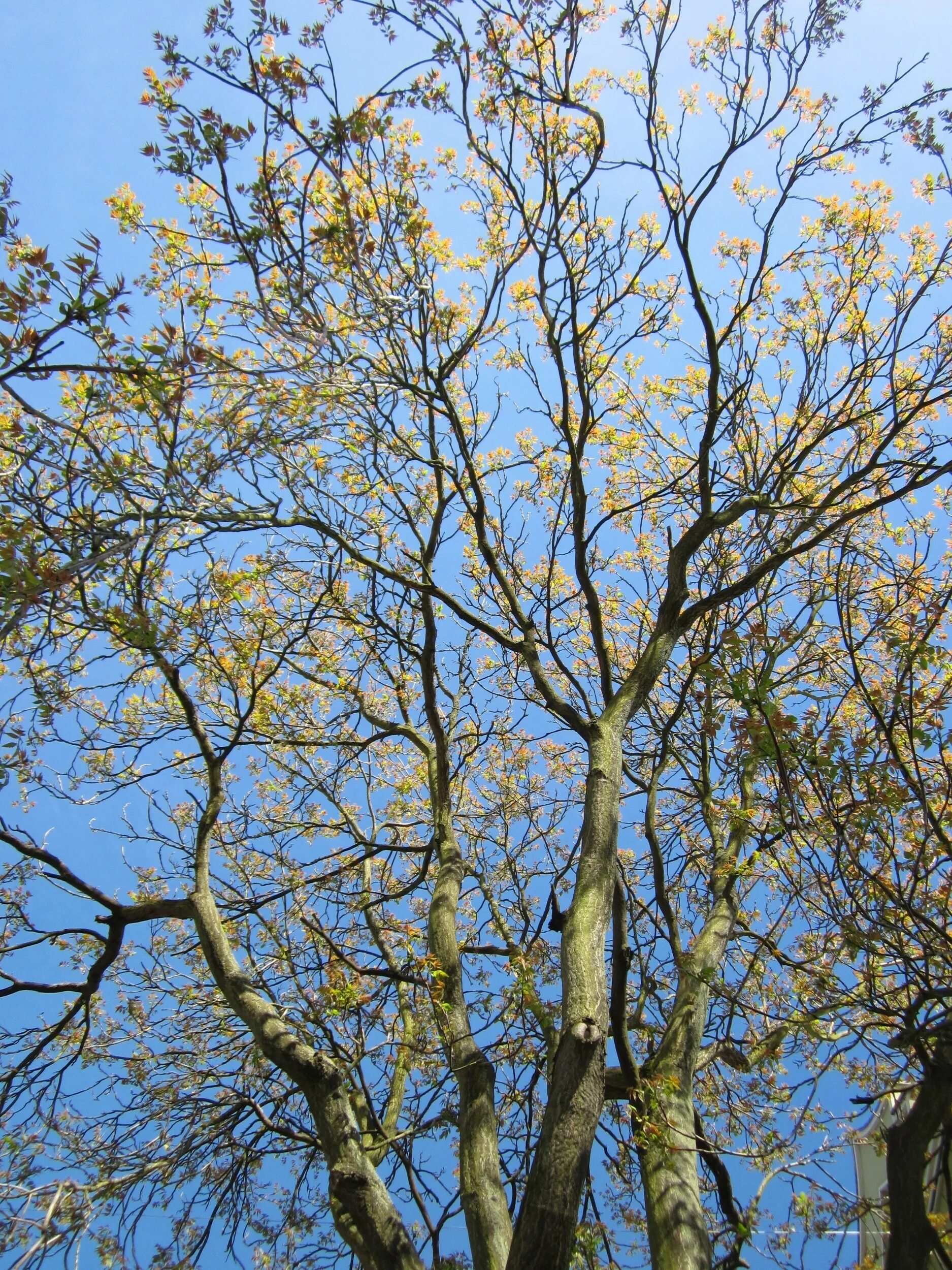 Цветущее дерево без листьев. Айлант дерево цветет. Айлант зимой. Tree of Heaven дерево. Айлант осенью.