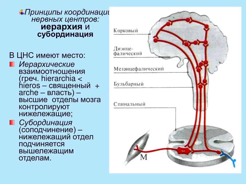 Иерархического соподчинения элементов нервной системы. Принцип иерархии физиология. Иерархический принцип строения ЦНС физиология. Принципы координации в ЦНС физиология. Иерархия нервных центров.