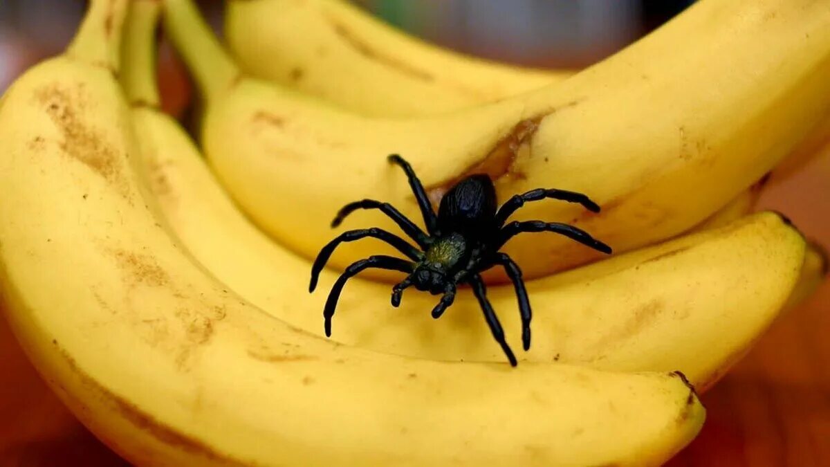 Видео где банан. Бразильский банановый паук яд. Пауки в бананах. Бразильский Странствующий (банановый) паук. Бразильский блуждающий паук (банановый паук).