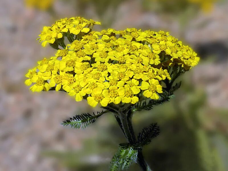 Тысячелистник таволговый (Achillea filipendulina) Тысячелистник Многолетники
