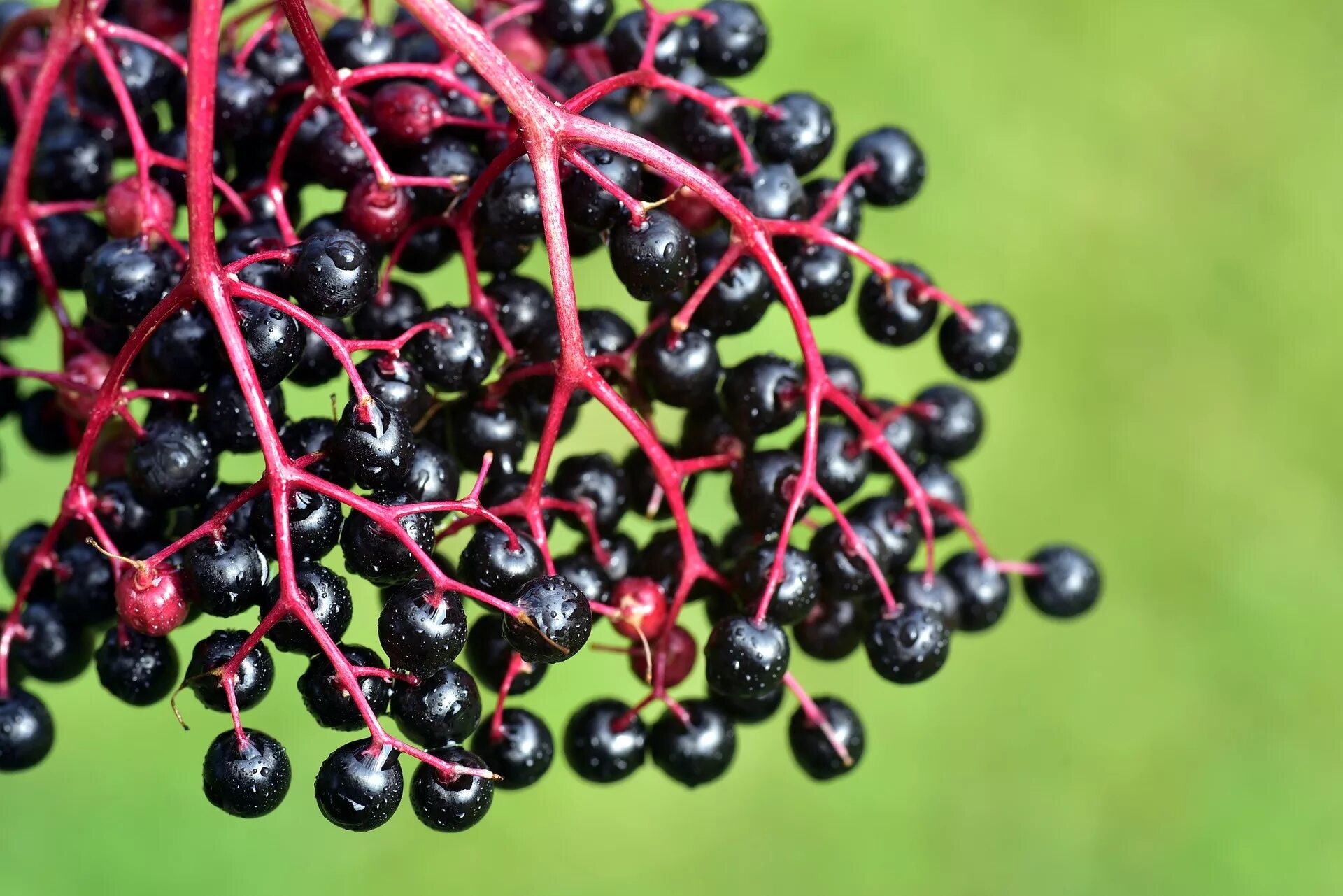 Elderberry. Elderberry plant. Бузина ягода съедобная. Sambucus elderberry. Бузина макро.