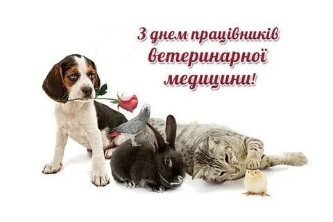 Поздравление с днем ветеринара в прозе
