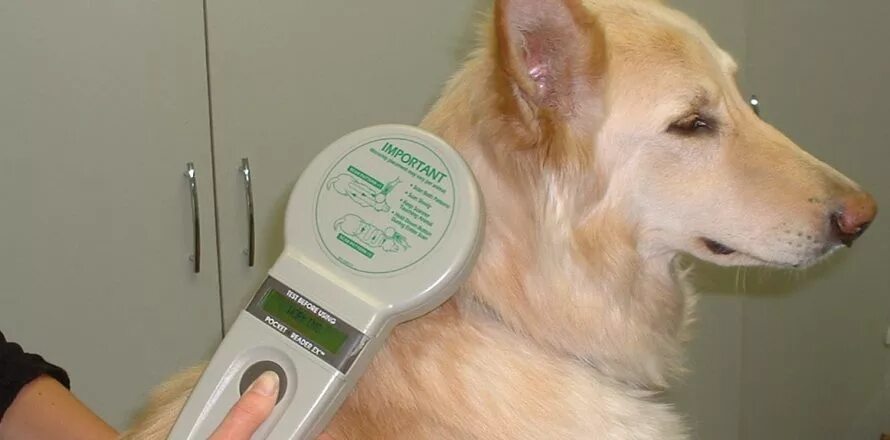 Чипирование собак. Базы чипирования животных. gps чипирование животных. чипирование собак с gps. сканирует чип собаки.