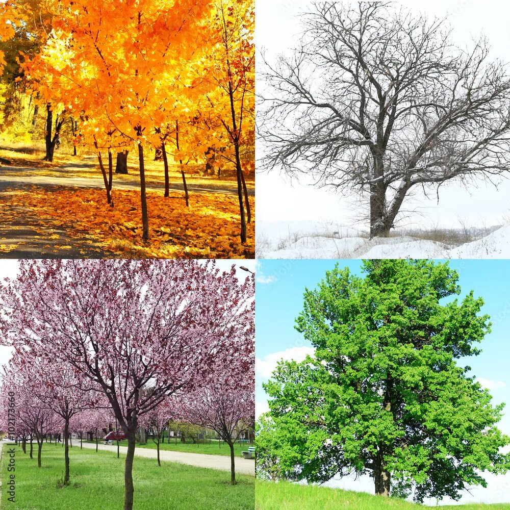 Дерево в разные времена года. Seasons are beautiful