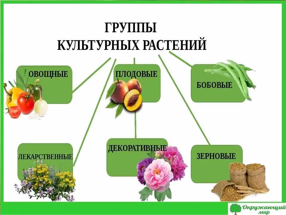 Сравнить и описать культурные растения. Группы культурных растений. Культурные растения. Разнообразие культурных растений. Сорта культурных растений.