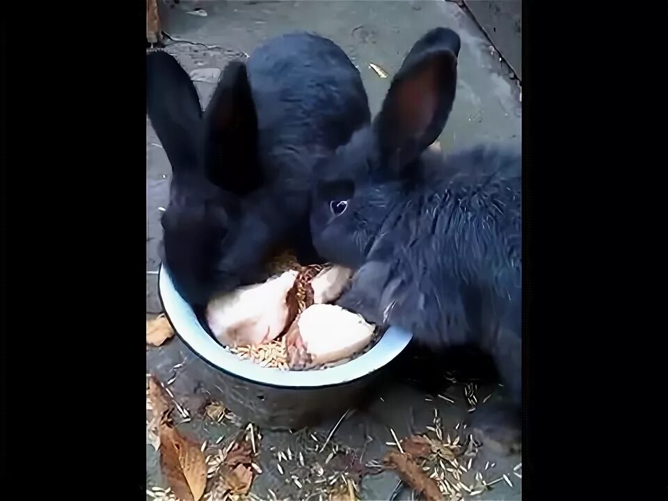 Можно давать кроликам свеклу. Кролик ест свеклу. Кормовая свекла для кроликов. Кролик в свекле. Кролик Буряк.