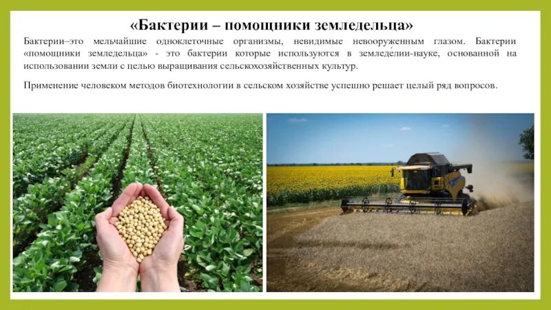 Почему бактерии могут быть помощниками земледельца. Бактерии помощники земледельца. бактерии помощники земледельца сообщение. бактерии помощники земледельца доклад. бактерии кулинары фармацевты помощники земледельца.