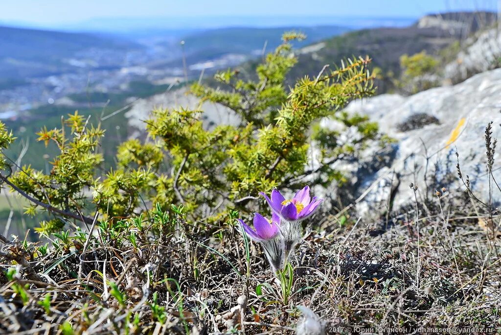 цветы крыма названия. цветок сон травы в крыму. дикие растения крыма. редкие цветы крыма. цветы крыма названия.
