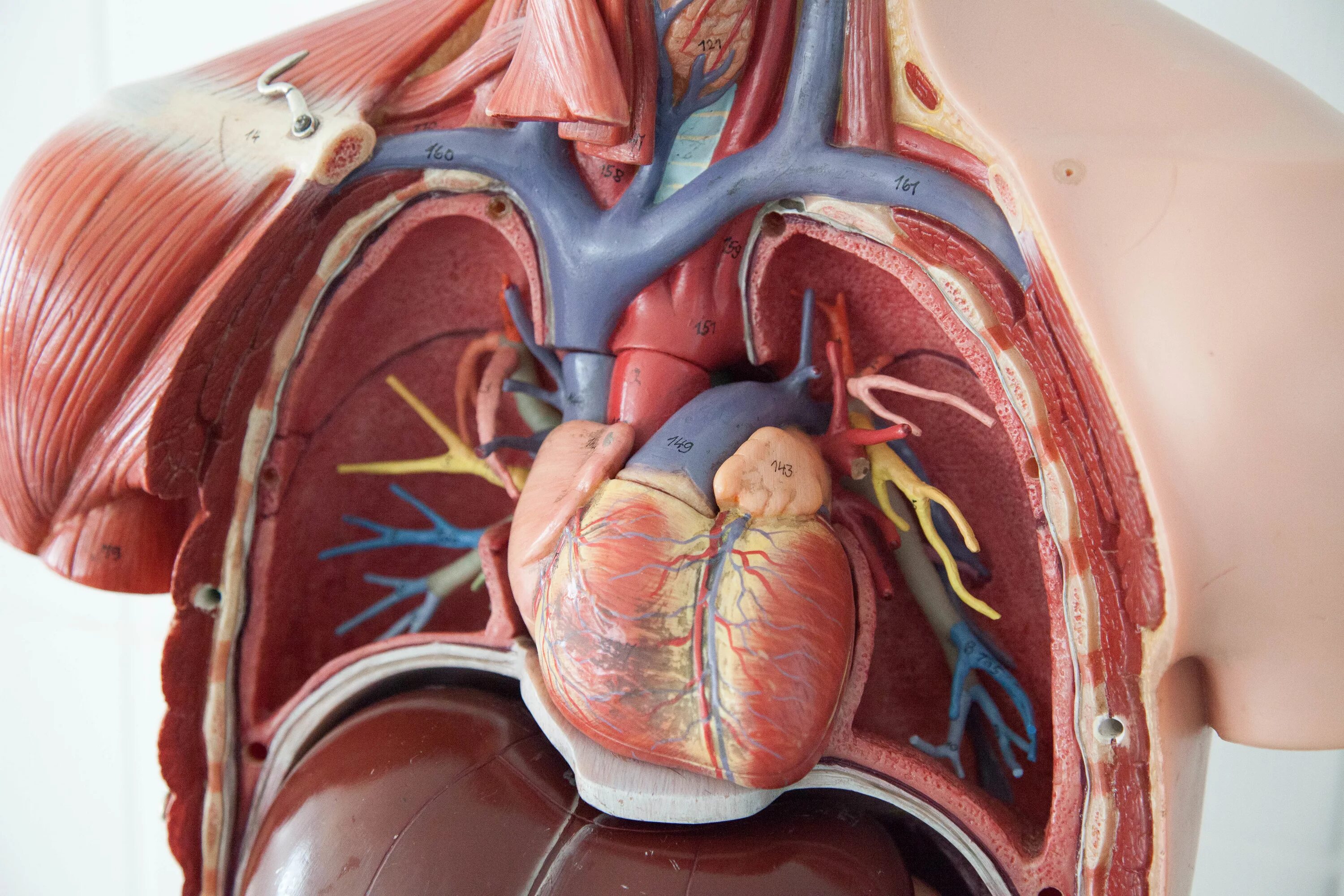 Анатомия органов грудной клетки. Внутренние органы сердце. Анатомия человека грудная клетка внутренние органы. Фото анатомии человека женщин внутренних органов
