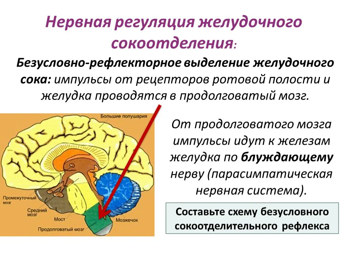 В продолговатом мозге находится нервный центр. Регуляция процессов пищеварения. Регуляция нервной системы. Нервная регуляция пищеварения. Центры продолговатого мозга.