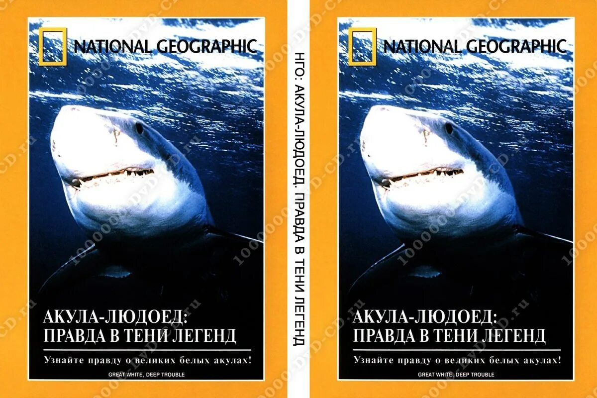 National Geographic акулы людоеды. Книги про акул людоедов. Акула людоед мифы и реальность. National Geographic книга акул. Купить людоеда