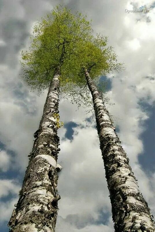 березовая роща киров. березы гиганты. берёза ойковская. густая береза. огромная береза.