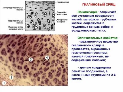 Пептиды хрящевой ткани
