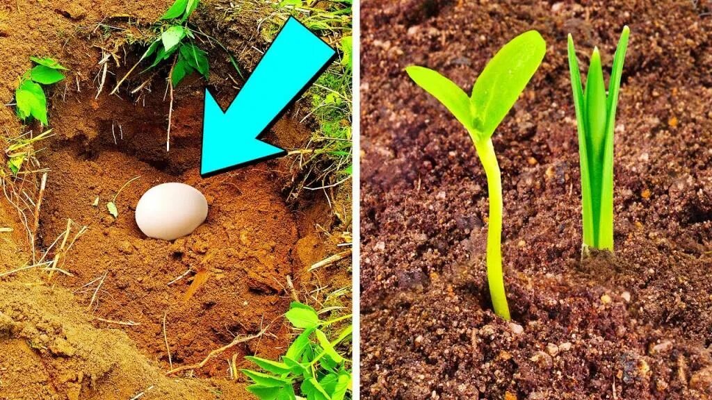 Можно ли сажать яйца. Яйца растут на грядке. Растение на котором растут яйца. Яйца растущие на растениях в земле. Посадка яйца.