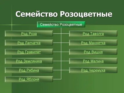 Систематика розы красной