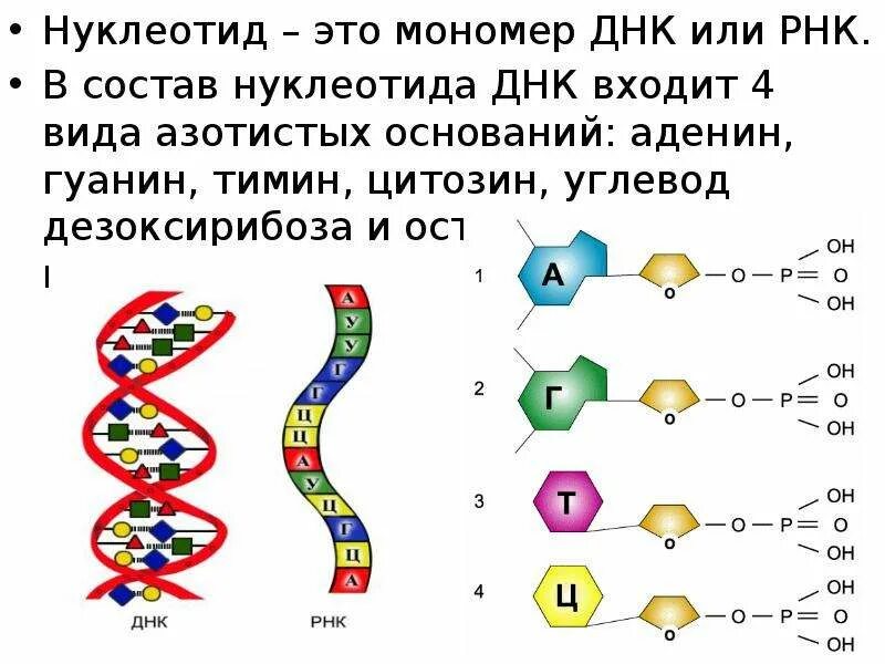 Буквы нуклеотидов. В состав нуклеотида ДНК входит аденин. Структура ДНК азотистые основания. Схема азотистых оснований в ДНК. Строение РНК аденин.