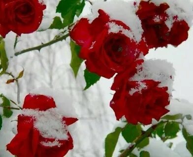 Песня две алые розы на снегу замерзаем