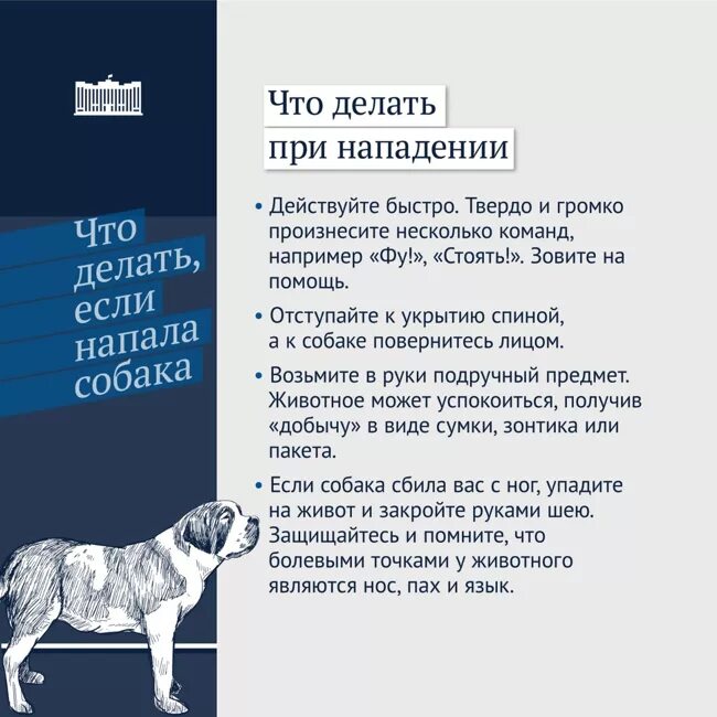 Что делать при нападении. Что делать если напала собака. при нападении собаки. действия при нападении собаки. как вести себя при нападении собаки.