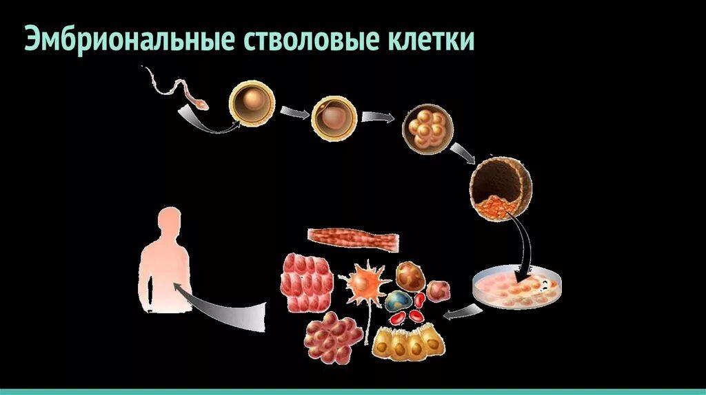 Метод эмбриональных стволовых клеток. Эмбриональная стволовая клетка. Фетальные стволовые клетки.