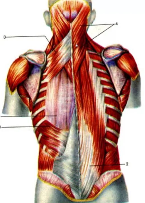 К чему крепятся мышцы. Реберная мышца спины. Подвздошно реберная мышца растяжка. Подвздошно реберная мышца растяжение. Подвздошно реберная мышца спины.