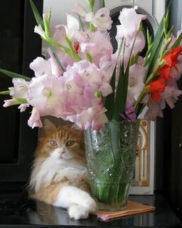 Котик с букетом