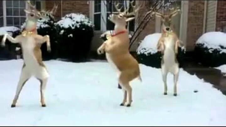 Deer dance. Олень танцует. Deer dance system. Deer dance system. Deer dance system.