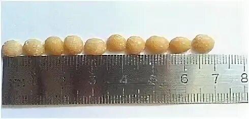 Определите диаметр одной горошины. Определите диаметр горошины. Измерение методом рядов. Диаметр 1 горошины. Диаметр гороха.