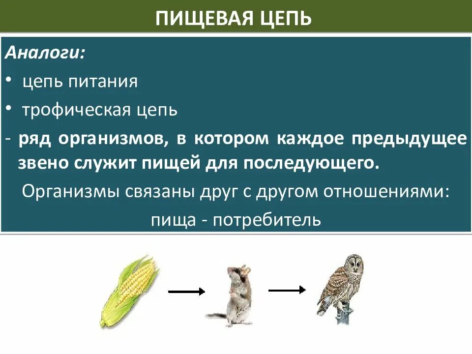Потребителями могут быть в пищевой цепи. Пищевая цепь. Пищевая цепь Луга.