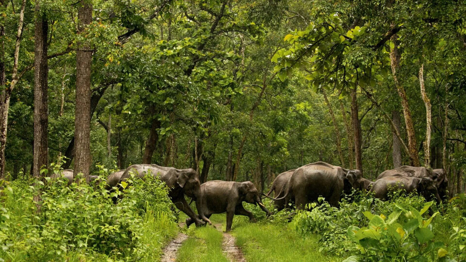 National wildlife. Национальный парк Перияр, Керала. Перияр Индия. Парк Перияр в Индии. Заповедник Перияр — Индия.