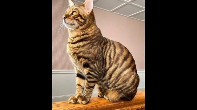 Кот тайгер фото RW SGC EEYAA Showman, black mackerel tabby (modified) Toyger Cat breeds, Tabby,