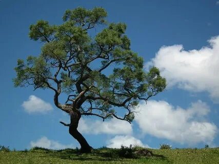 Сайт tree