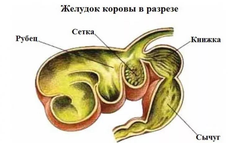 Рубец жвачных. Строение преджелудков коровы. строение желудка жвачных млекопитающих. строение желудка крупного рогатого скота. желудок коровы строение отделы.