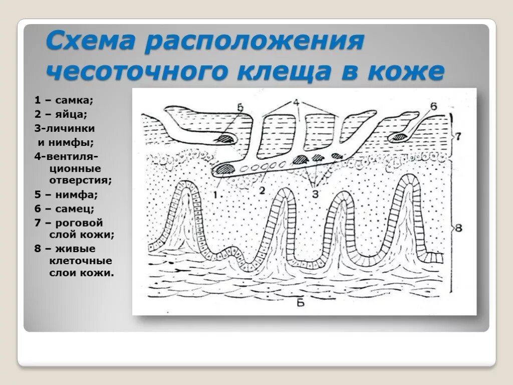 Презентация "Многообразие паукообразных" (7 класс) по биологии - скачать проект