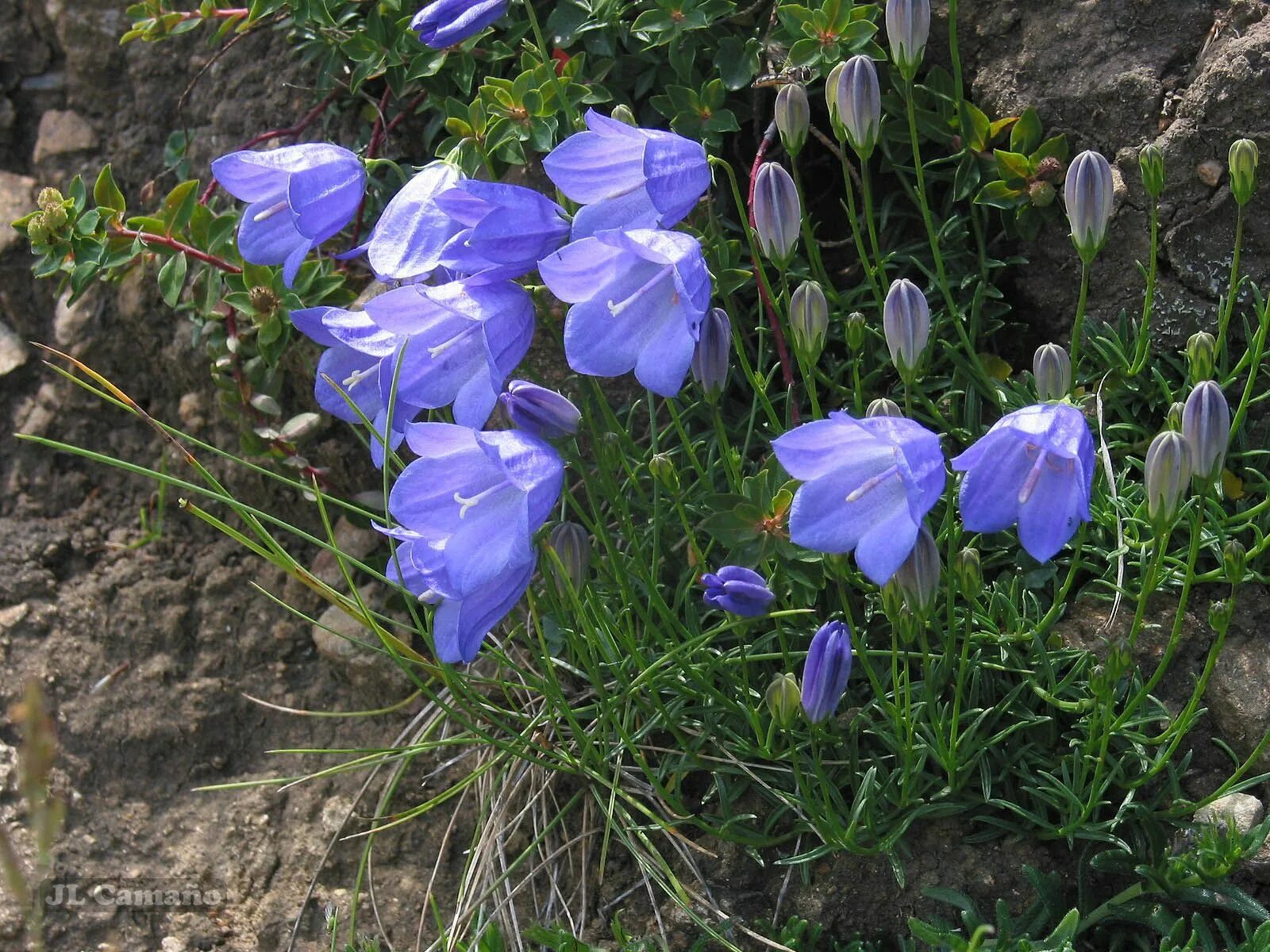 Колокольчик круглолистный Лавендер. Колокольчик круглолистный Campanula rotundifolia. Растения. Колокольчик ложечницелистный. Колокольчик фонтейн