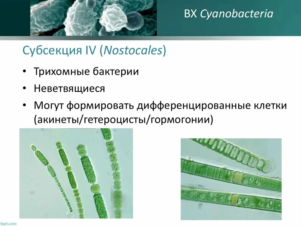 Какую роль играют цианобактерии. Акинеты цианобактерий. Гетероцисты цианобактерий. Клетки цианобактерий. Ностоковые цианобактерии.