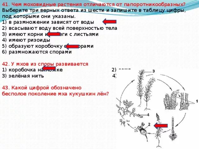 Жизненный цикл моховидных растений. Общие признаки моховидных и папоротникообразных. Общие признаки моховидных и папоротникообразных растений. Выберитетри верныз ответа ТЗ шести.