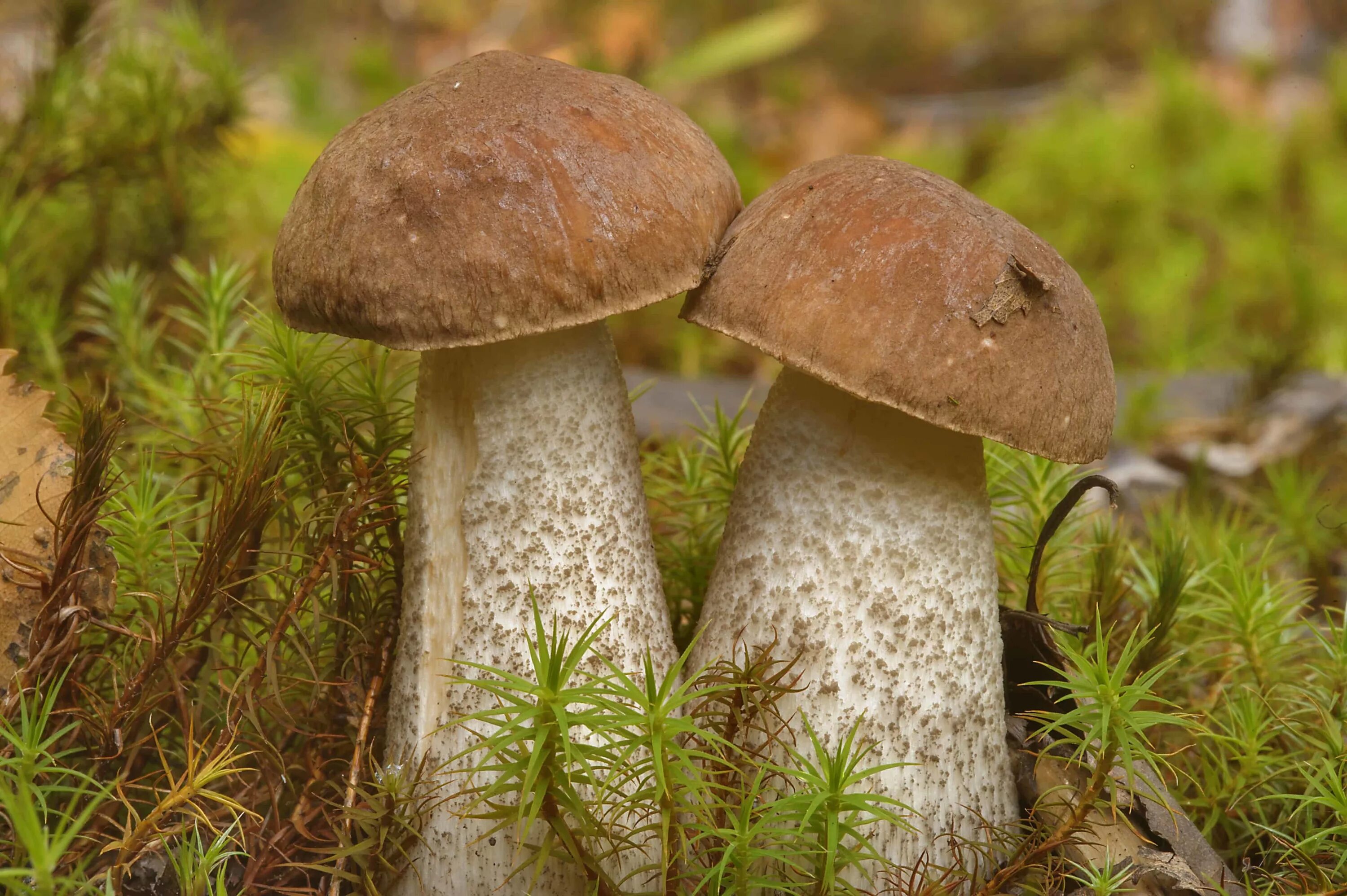 Подберезовик подосиновик боровик. Leccinum scabrum подберезовик обыкновенный. Подберезовик обыкновенный (обабок). Обабки белые грибы подберезовики. Подберезовик обыкновенный (обабок черный).