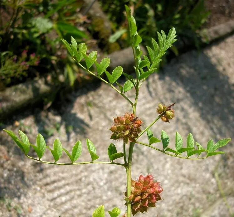 Солодка иглистая. Glycyrrhiza glabra. Лакрица Солодка. Лакрица растение