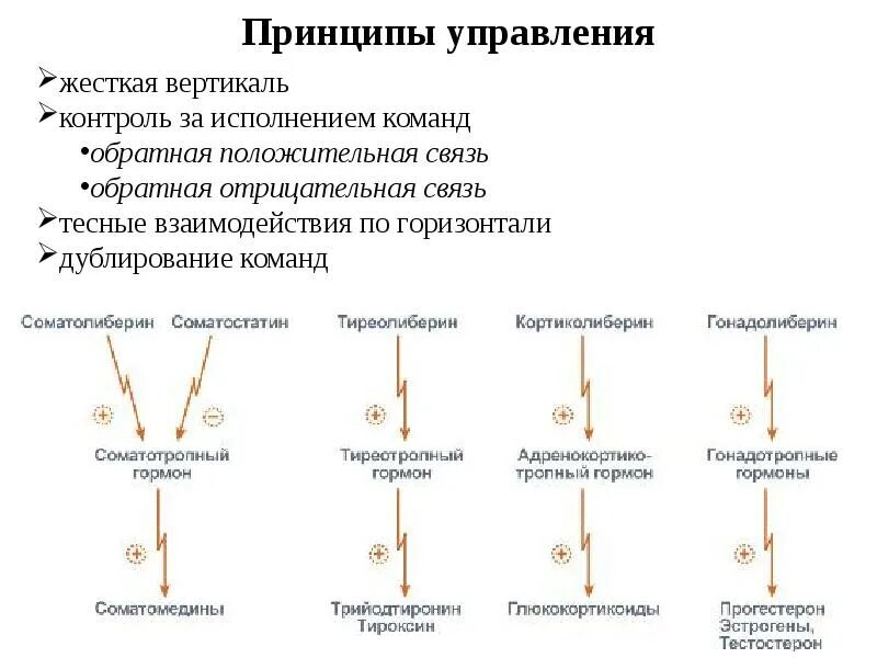 Гормон кортиколиберин функции. Соматотропный гормон Синтез схема. Механизм действия соматотропного гормона. Отрицательная Обратная связь гормоны. Прямые и обратные связи управления