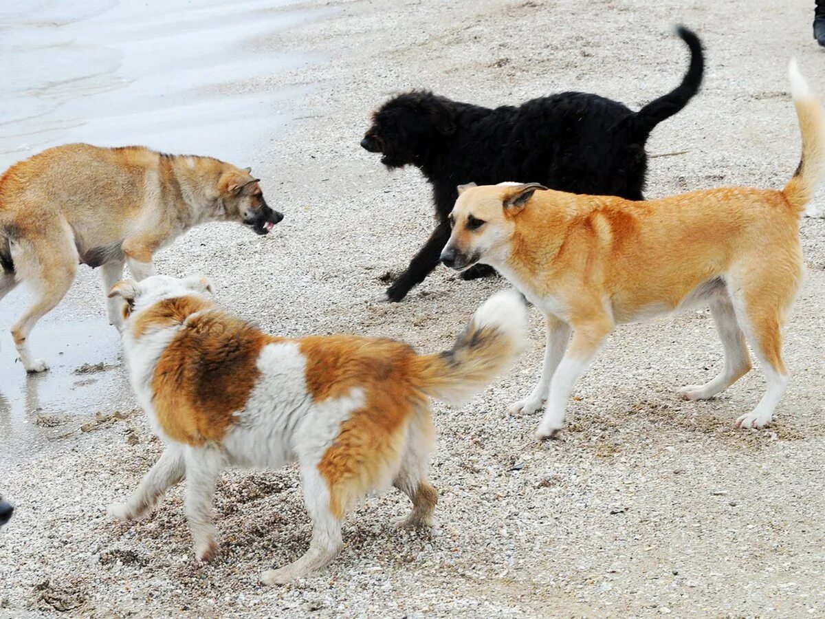 Стая бездомных собак. Собачий рай коста рика. Стая бездомных собак. Большая стая собак. Большая стая собак.