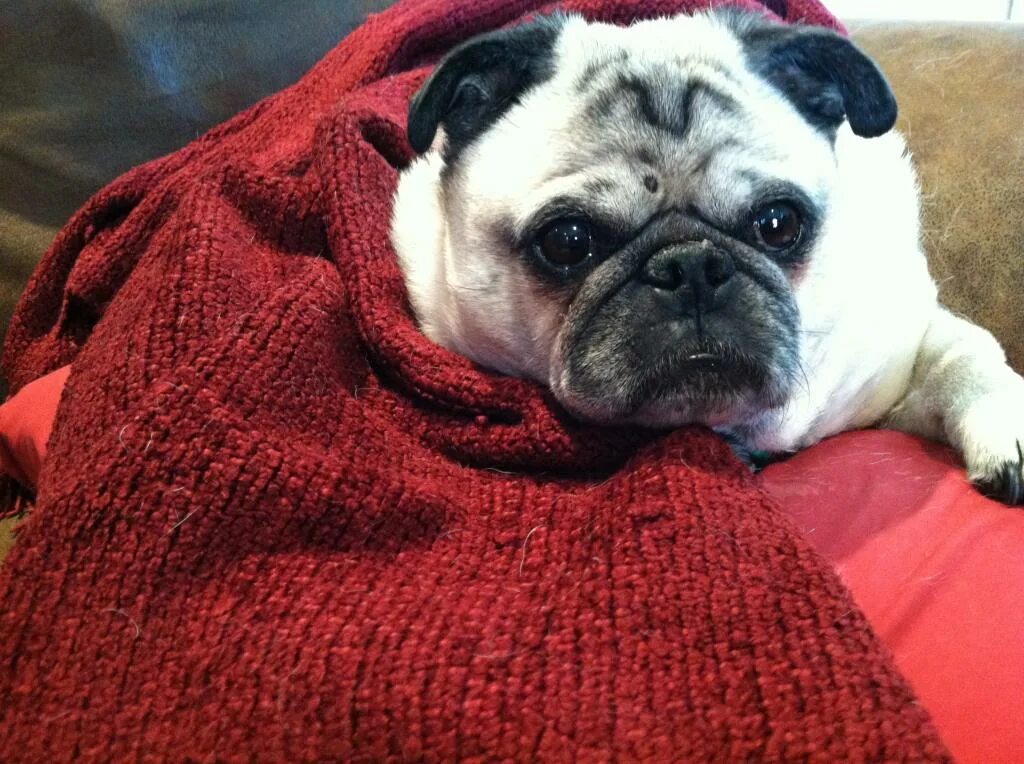 Сколько течка у мопсов. Сколько течка у мопсов. Мопс в памперсе. Вязка мопсов. Сколько течка у мопсов.